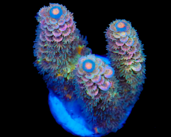 818'S SURFRIDER TENUIS CHUNKY