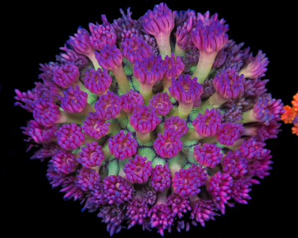 818'S AWESOME BLOSSOM GONI