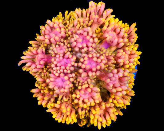 818'S BLINDING LIGHTS GONI