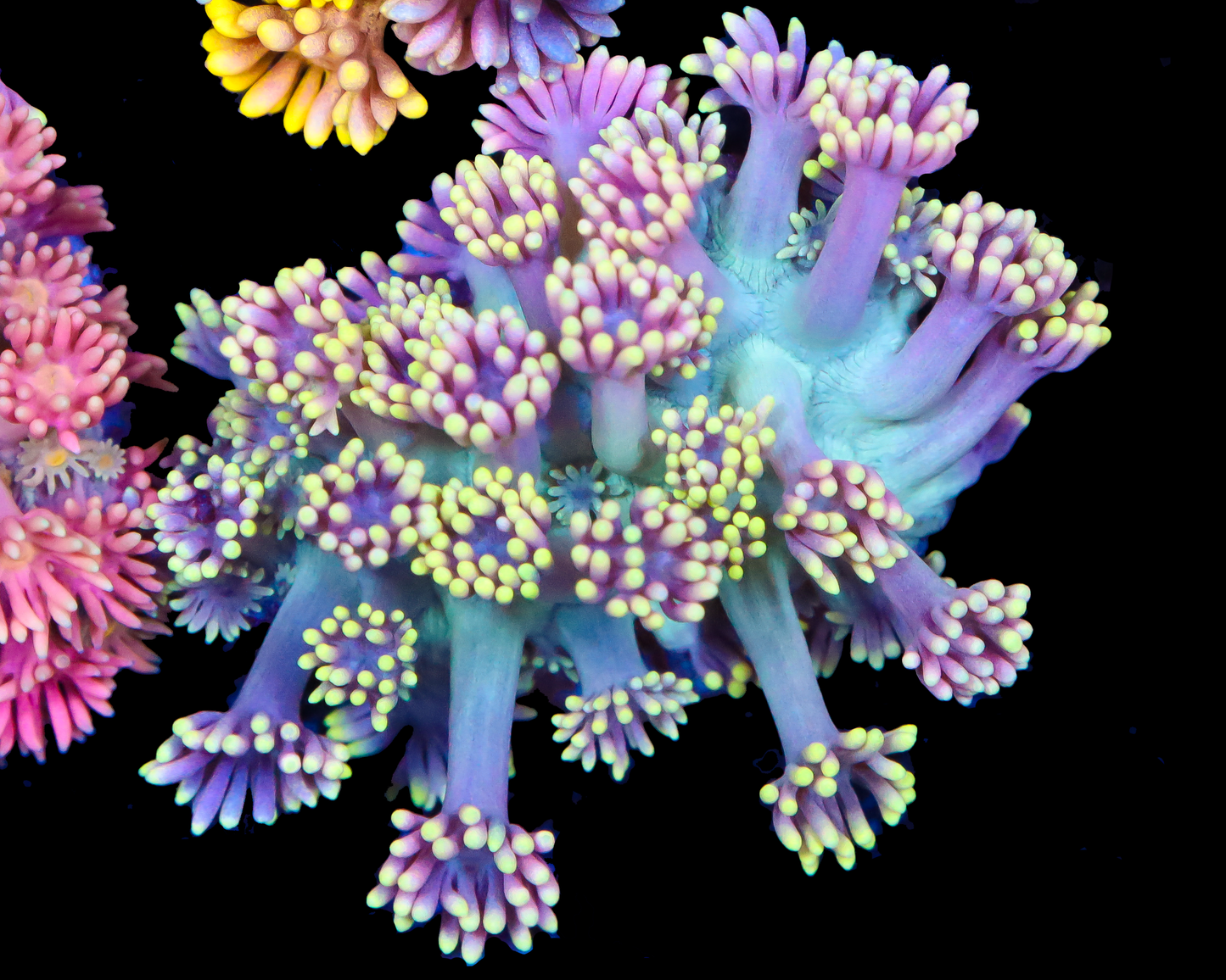 818'S GRAPE SPRITE GONI