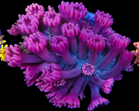 818'S DISTURBIA GONI CHUNKY