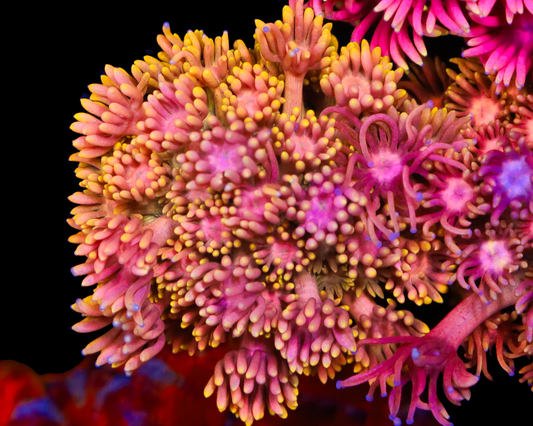 818'S STRAWBERRY DAQURI