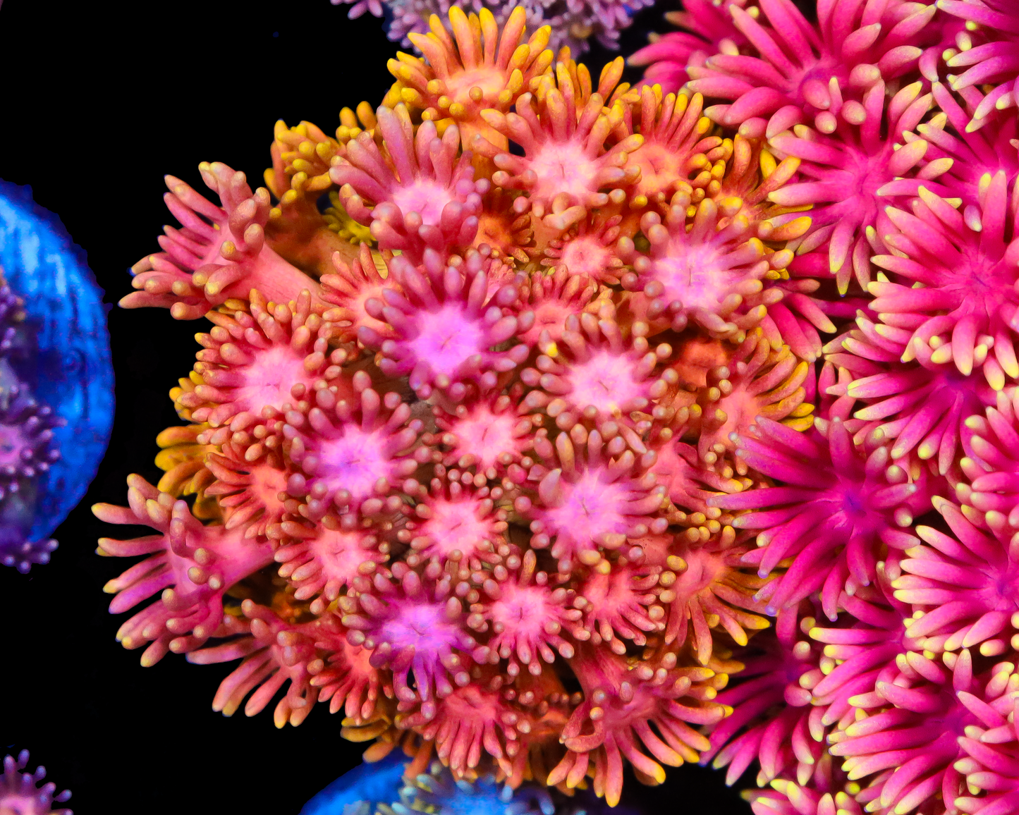 818'S FLAMING SUNRISE GONI