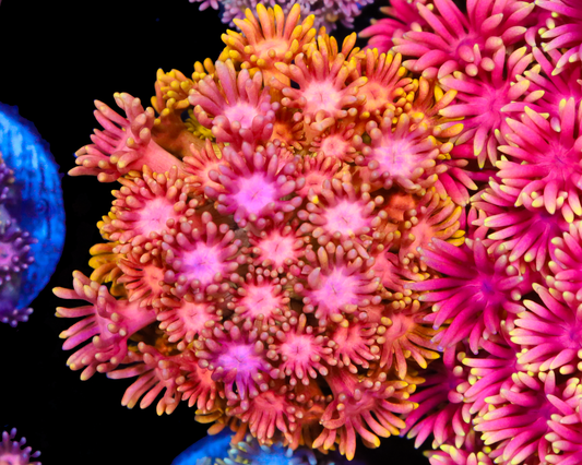 818'S FLAMING SUNRISE GONI