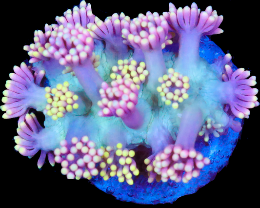 818'S WITCHES BREW GONI