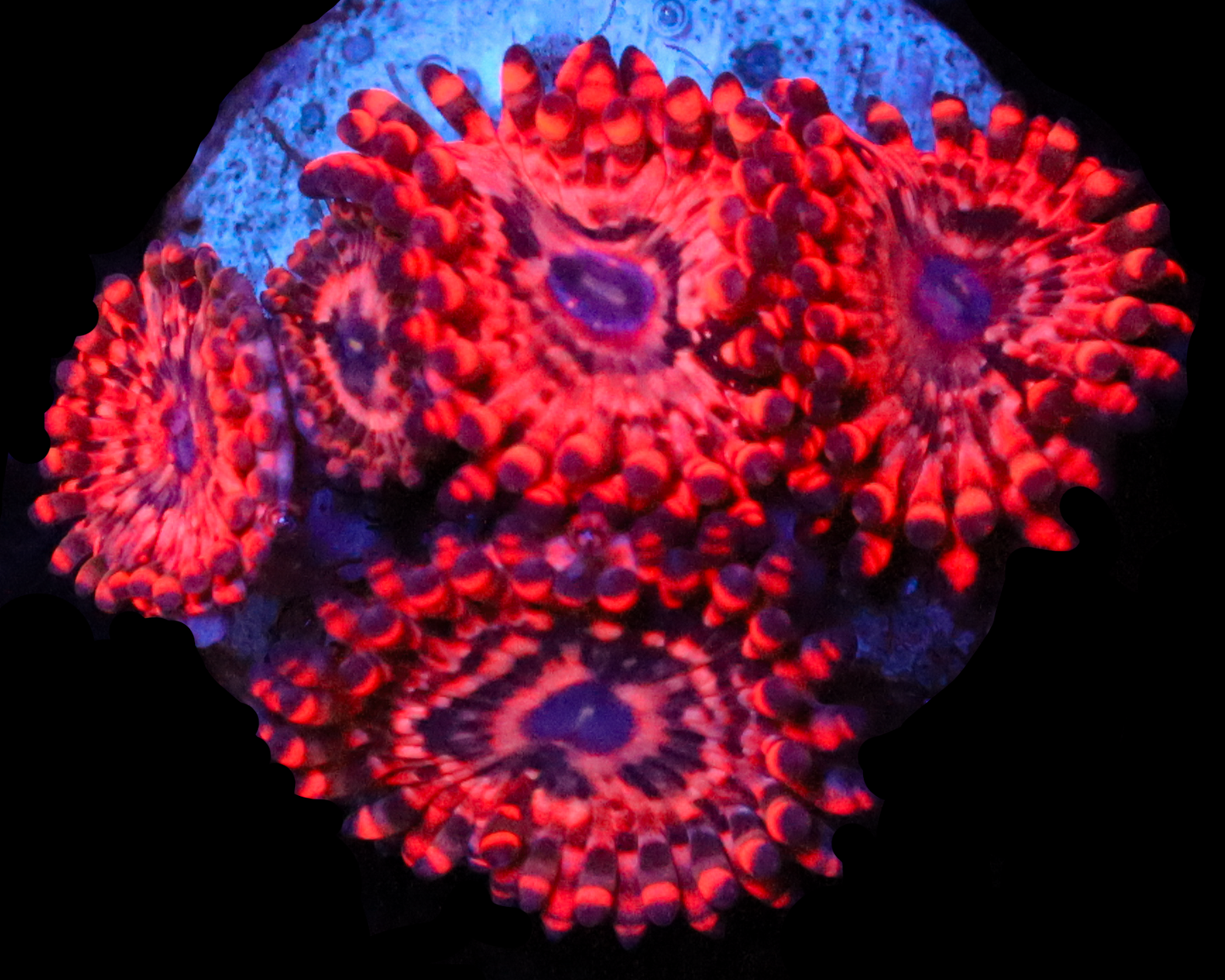 UTTER CHAOS ZOAS