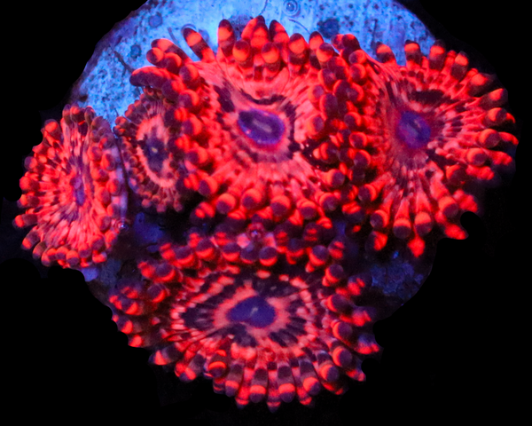 UTTER CHAOS ZOAS