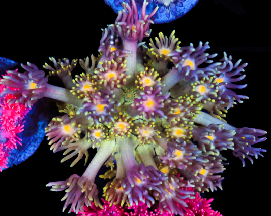 818'S BLUEBERRY PANCAKES