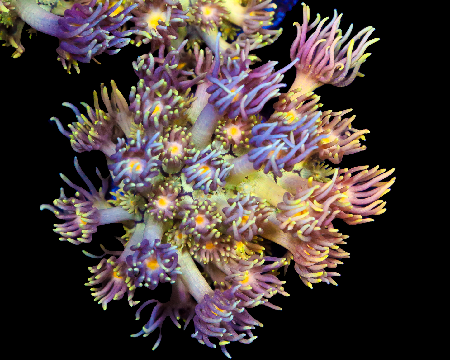 818'S BLUEBERRY PANCAKES GONI