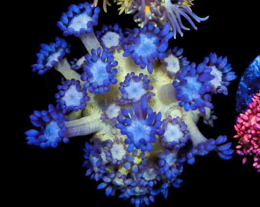 818'S SUPERFREEZE GONI