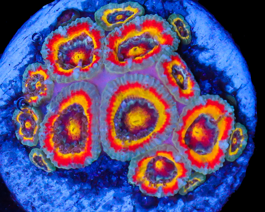 HOLY GRAIL MICROMUSSA