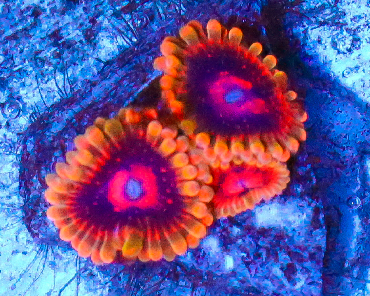 MIND TRICK ZOAS