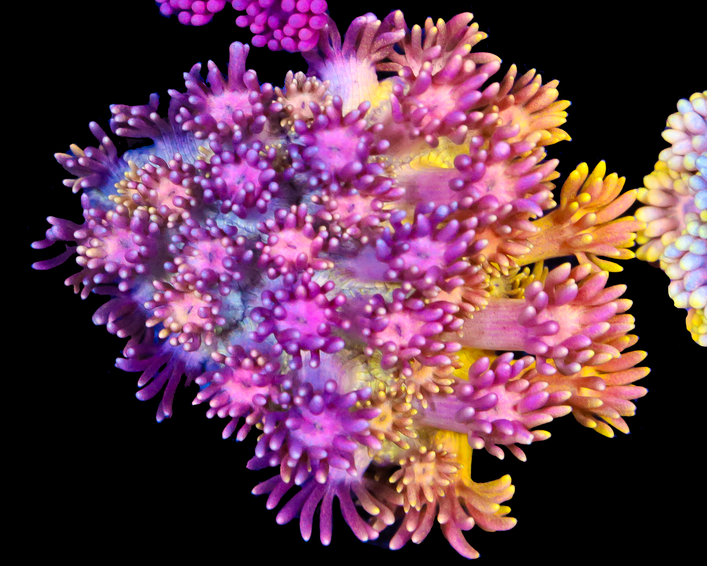 818'S DIRTY BIRD GONI