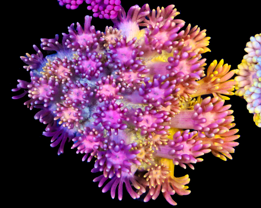 818'S DIRTY BIRD GONI