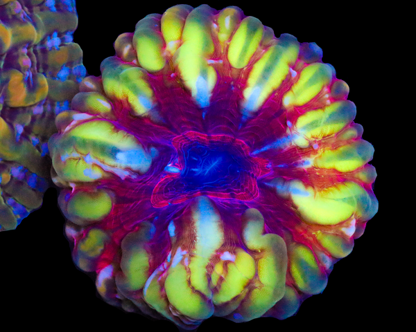 ULTRA MALAYSIAN CYNARYNIA