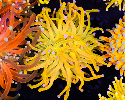 MALAYSIAN YELLOW HOLY GRAIL TORCH