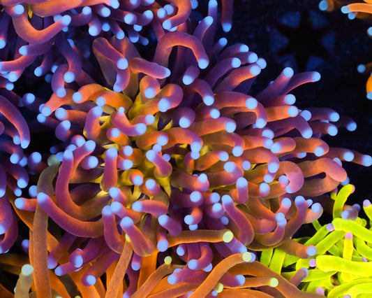 KNICKS 2.0 TORCH NEW RELEASE