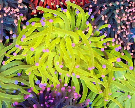 NEON MALAYSIAN COTTON CANDY TORCH