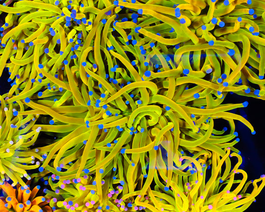 HUGE OG HOLY GRAIL TORCH SINGLE HEAD