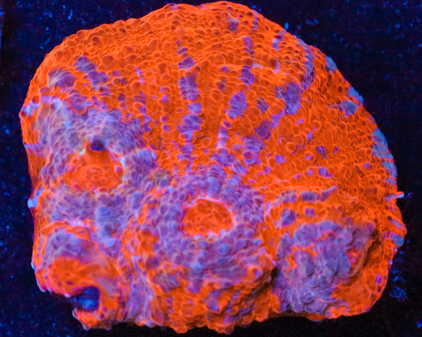 SUPER ORANGE CHALICE