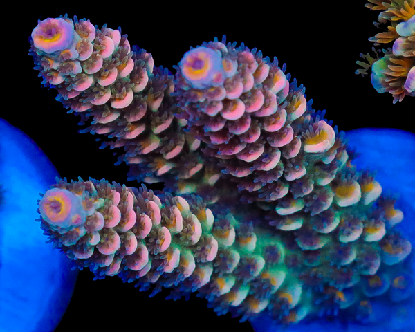 818'S STRAWBERRY SURFRIDER TENUIS CHUNKY