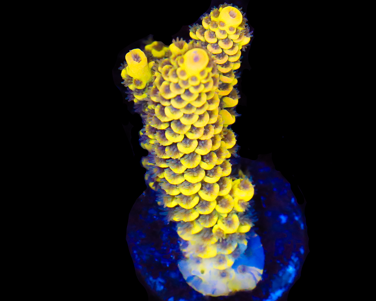 818'S LEMONBERRY SPLICE BLUE GRAFTED ENCRUSTMENT