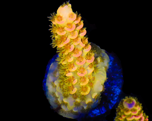 818'S RADIOACTIVE TENUIS