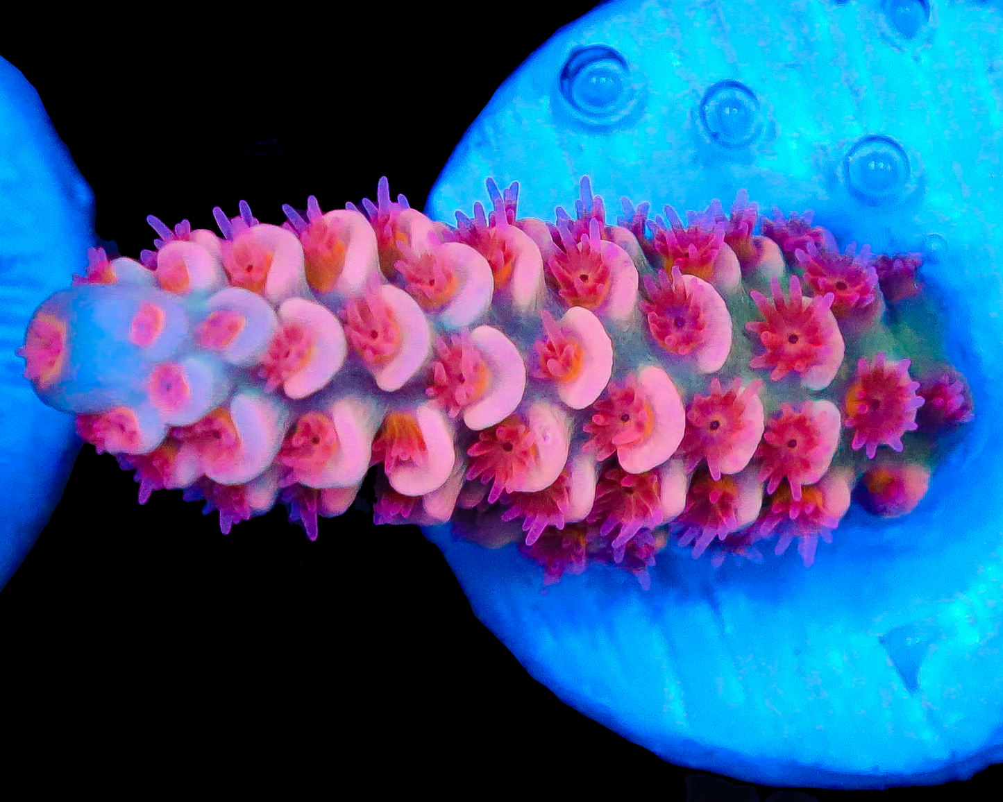 818'S HAWAIIAN PUNCH TENUIS