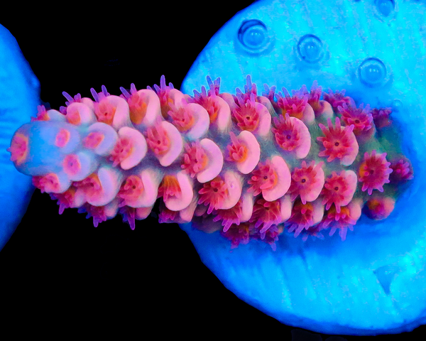 818'S HAWAIIAN PUNCH TENUIS