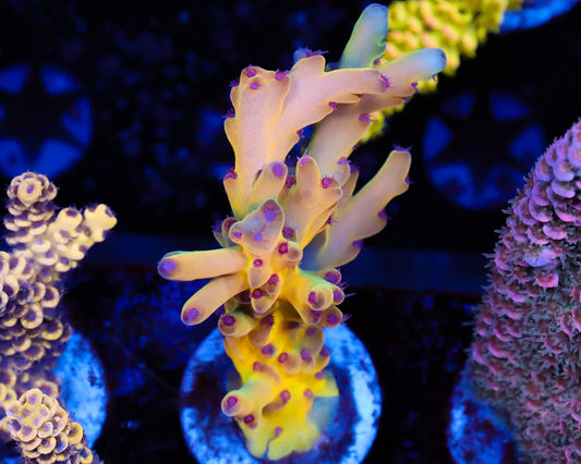 818'S NIGHTMARE LOKANI CHUNK