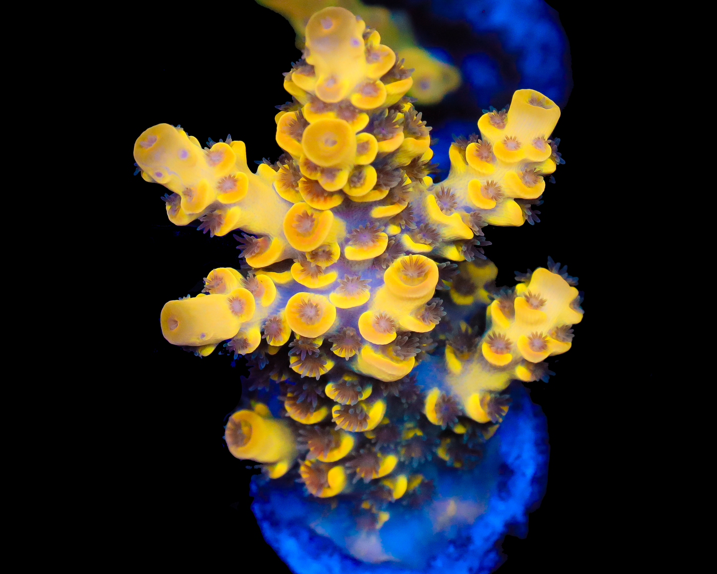 818'S NEBULA TENUIS GRAFTED ENCRUSTMENT