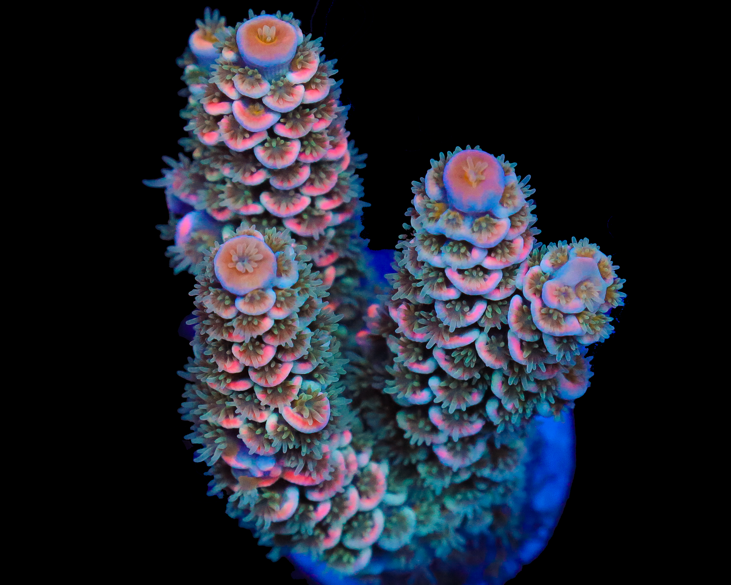 818'S PSYCHO TENUIS CHUNKY