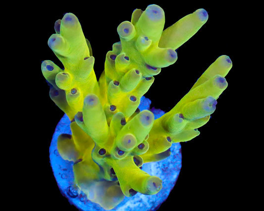 818'S LEMON SQUEEZE LOKANI