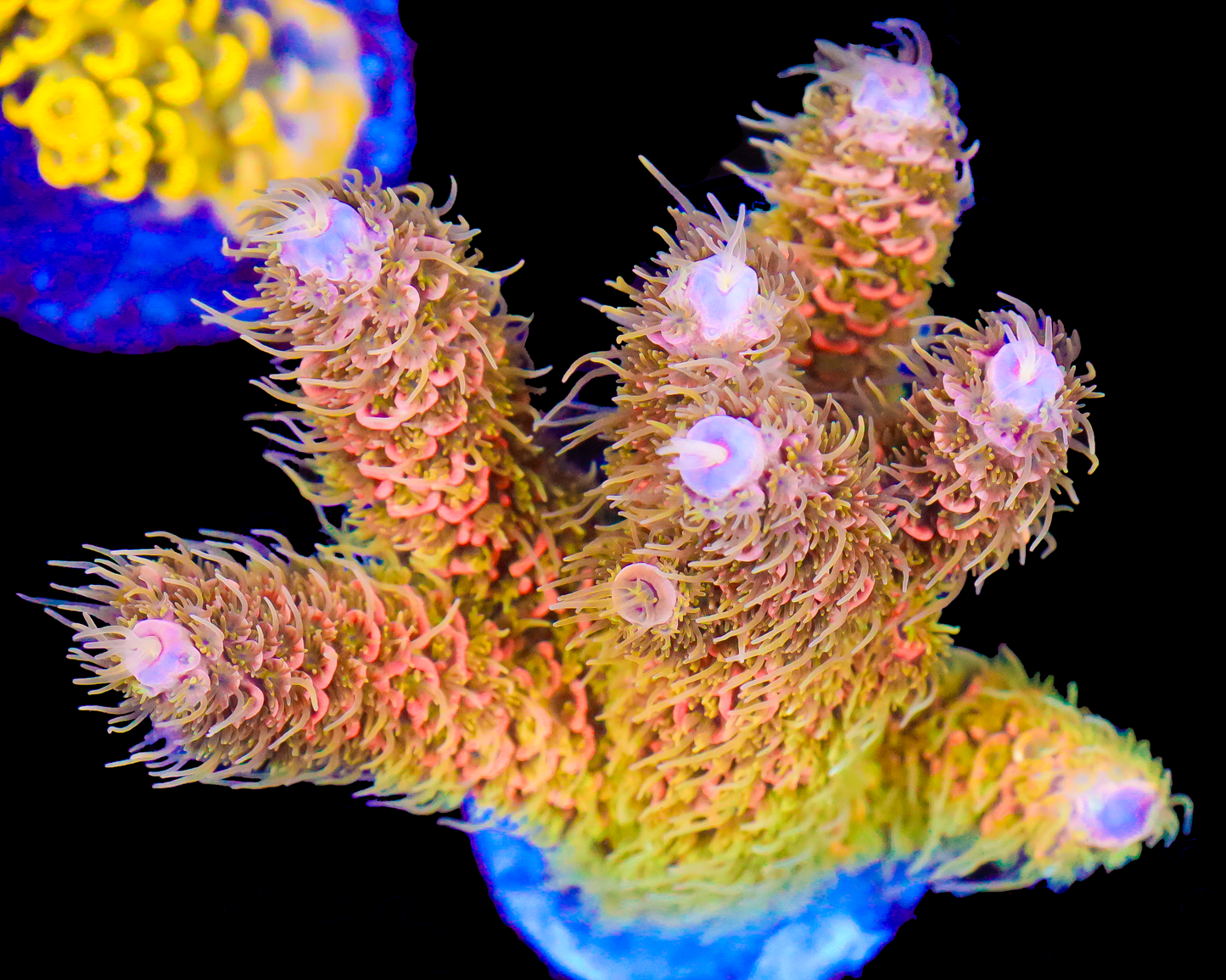 818'S ORANGE BLOSSOM MILLIE