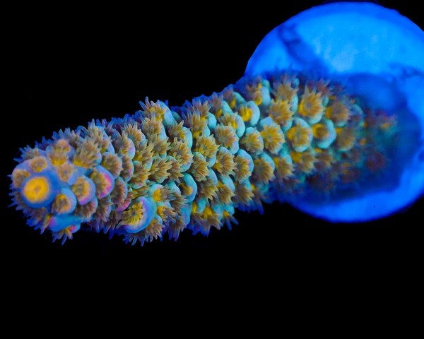 818'S SUPERNOVA TENUIS