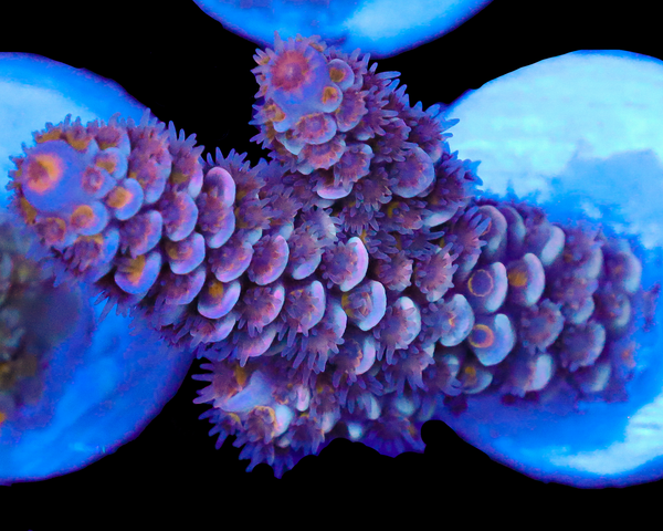 818'S WHITE ZOMBIE TENUIS