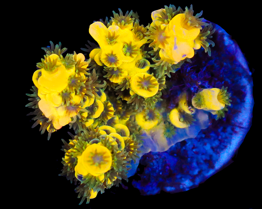 818'S BLUEBERRY SPLICE TENUIS