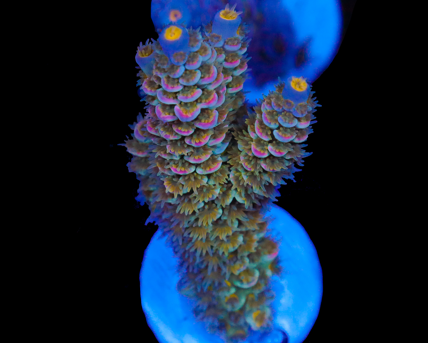 818'S NEBULA TENUIS CHUNKY