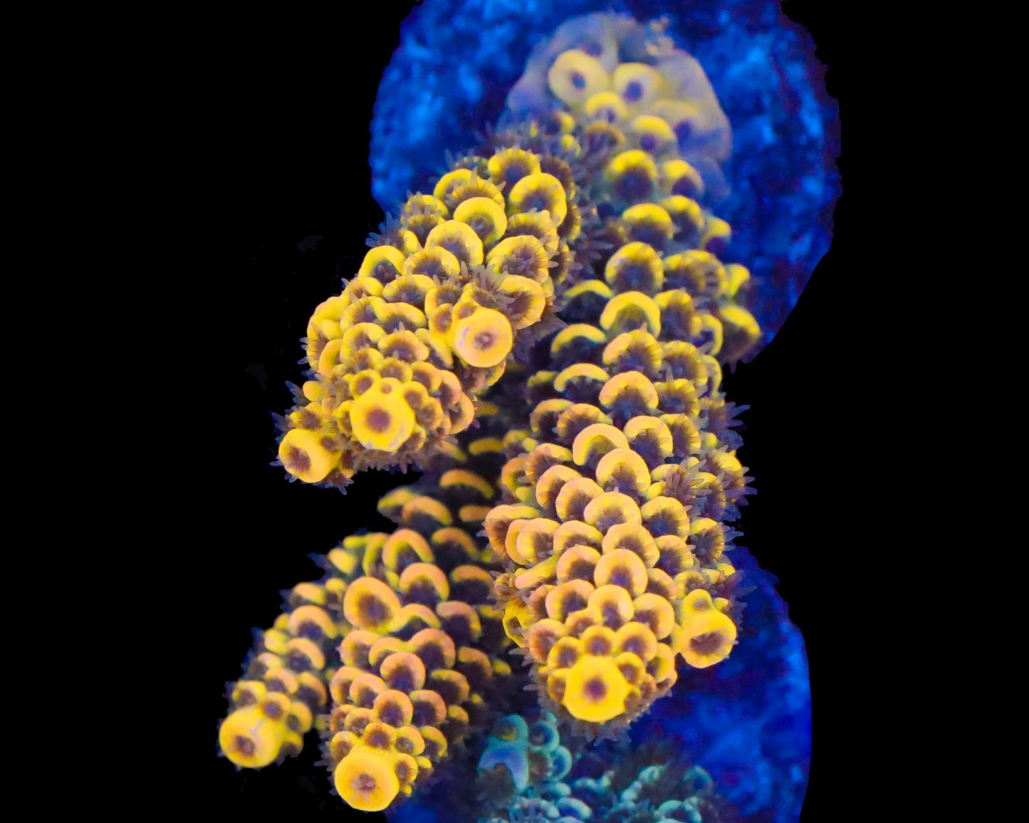 818'S FREAK SHOW TENUIS CHUNK GETS GRAFTED