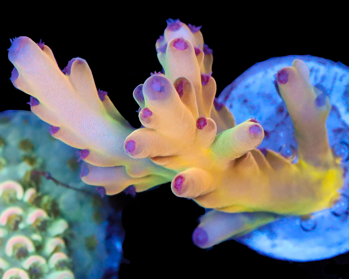 818'S NIGHTMARE LOKANI