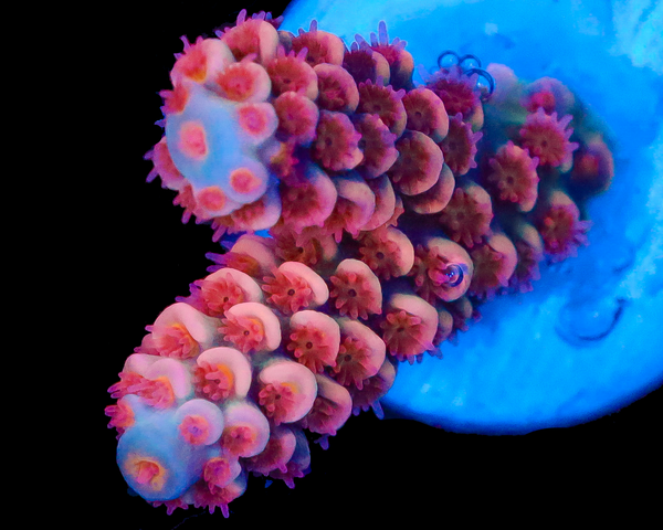 818'S HAWAIIAN PUNCH TENUIS