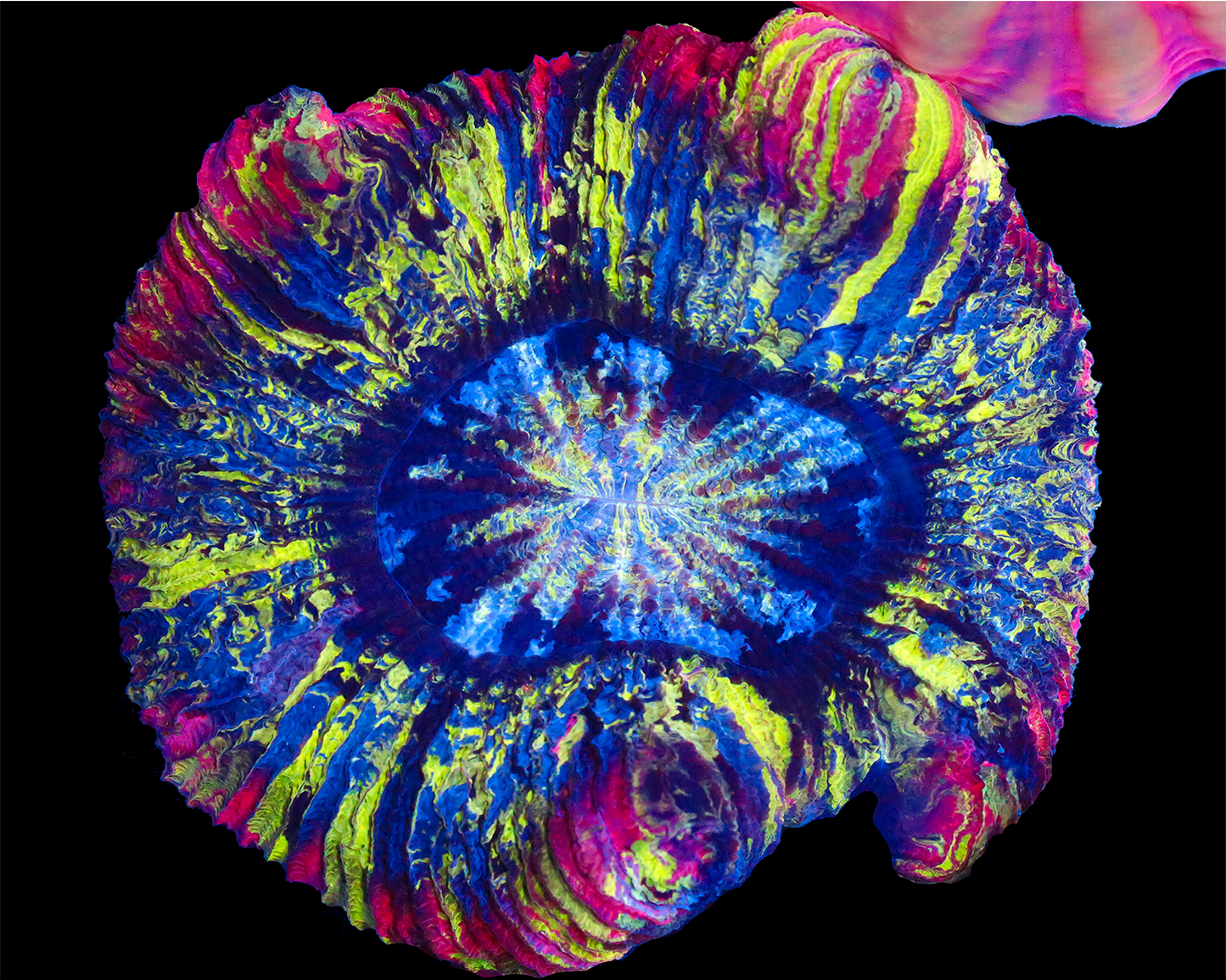 RAINBOW TRACHYPHYLLIA