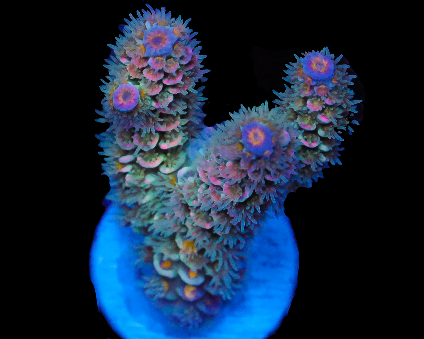 818'S WILD THING TENUIS