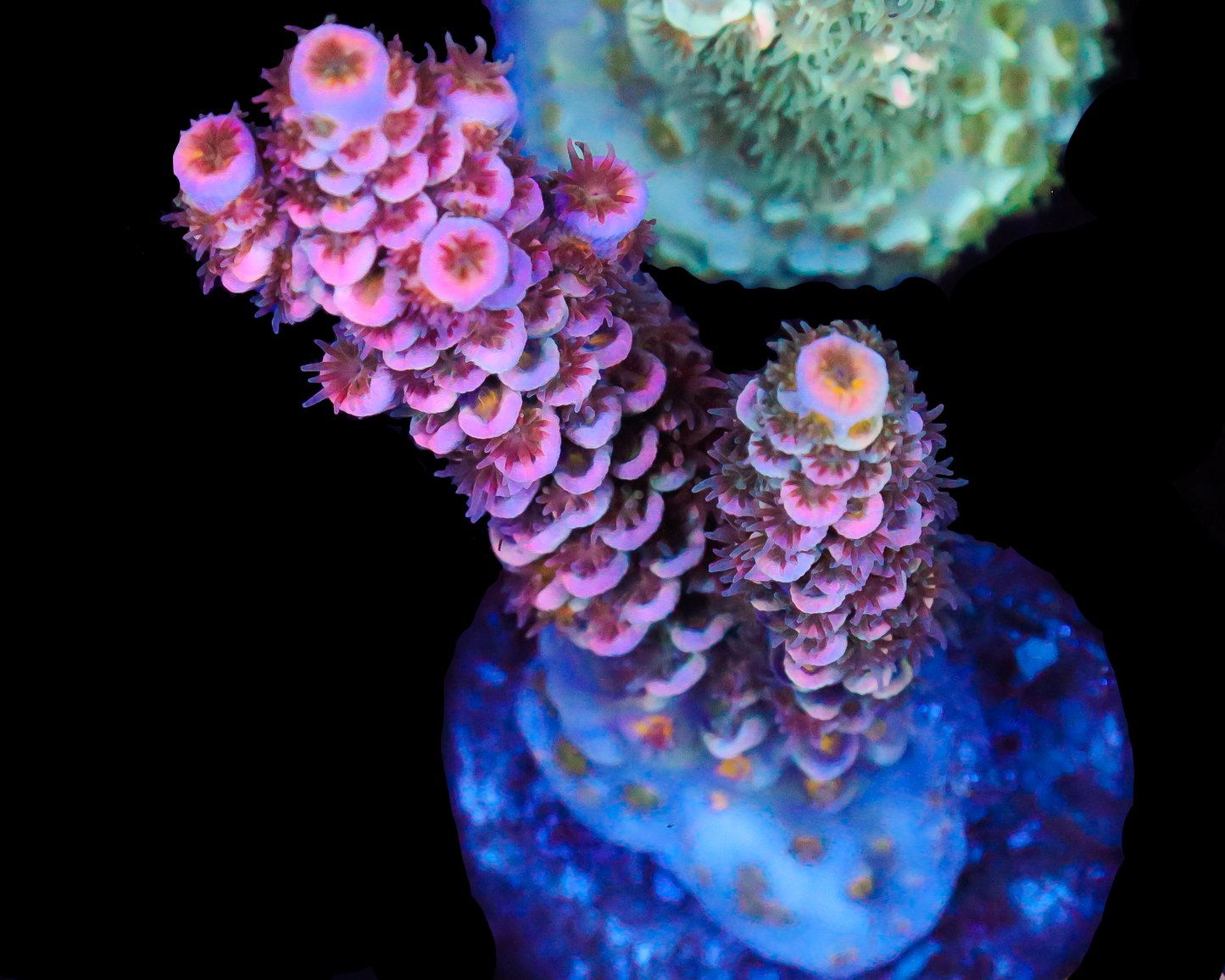 818'S BLACKWATER TENUIS