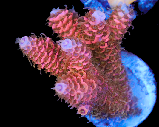 818'S PEACH DREAM MILLIE