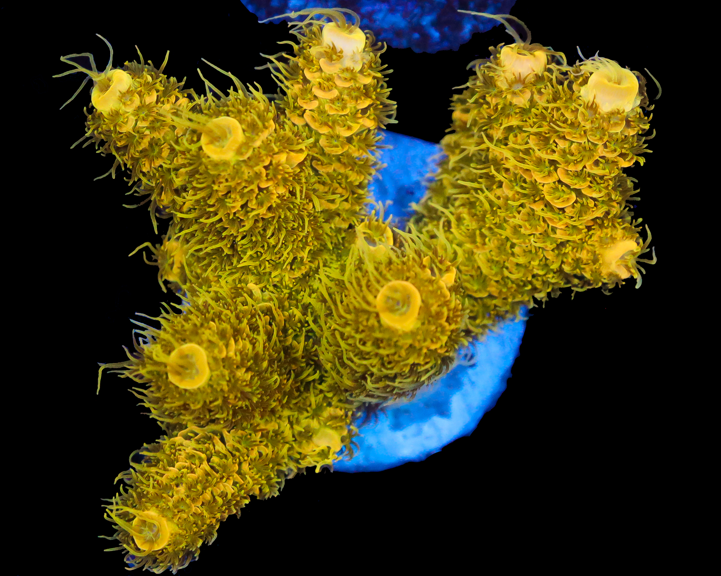 818'S LEMON BAR MILLIE