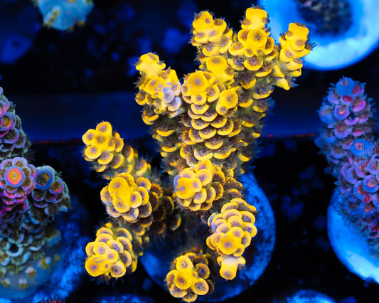 NEW RELEASE GRAFTED TENUIS MINI COLONY