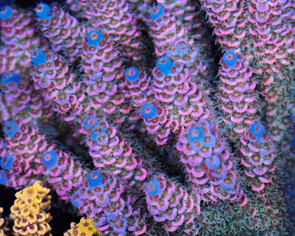 818'S PINKBERRY TENUIS