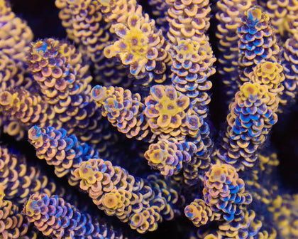 818'S BANANA SPLIT GRAFTED TENUIS