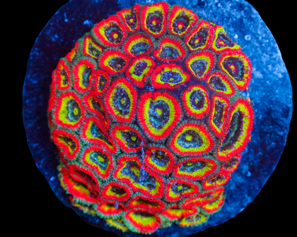 HG MICROMUSSA COLONY